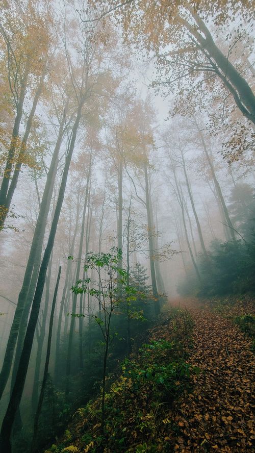 Free Foggy morning view of an autumn forest trail in Croatia with colorful foliage. Stock Photo