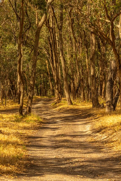Free Sunny dirt road through a tranquil eucalyptus forest in Broadford, Victoria, Australia. Stock Photo