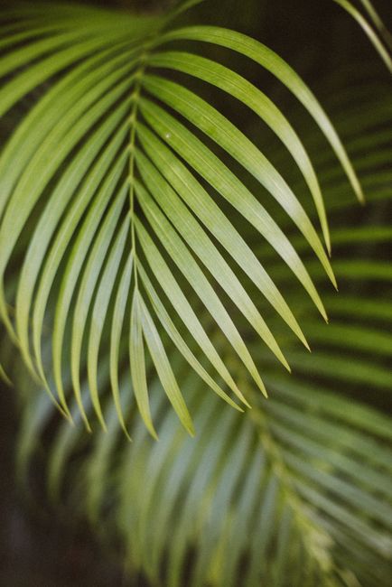 Detailed shot of vibrant green palm leaves in a tropical setting, perfect for nature themes.