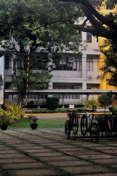 Free Bicycles parked in a lush campus setting in the Philippines, showcasing urban greenery. Stock Photo