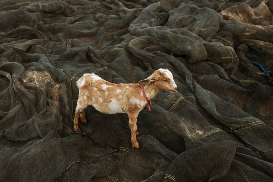 A small goat stands on fishing nets in East Nusa Tenggara, Indonesia.