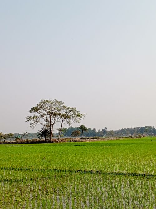 Free A serene view of a lush green paddy field with a lone tree under a clear sky. Stock Photo