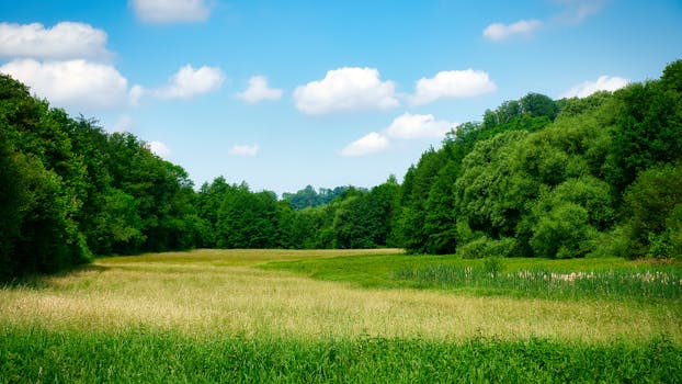Peaceful grassy meadow bordered by dense green forest under a bright blue sky in Pforzheim, Germany.