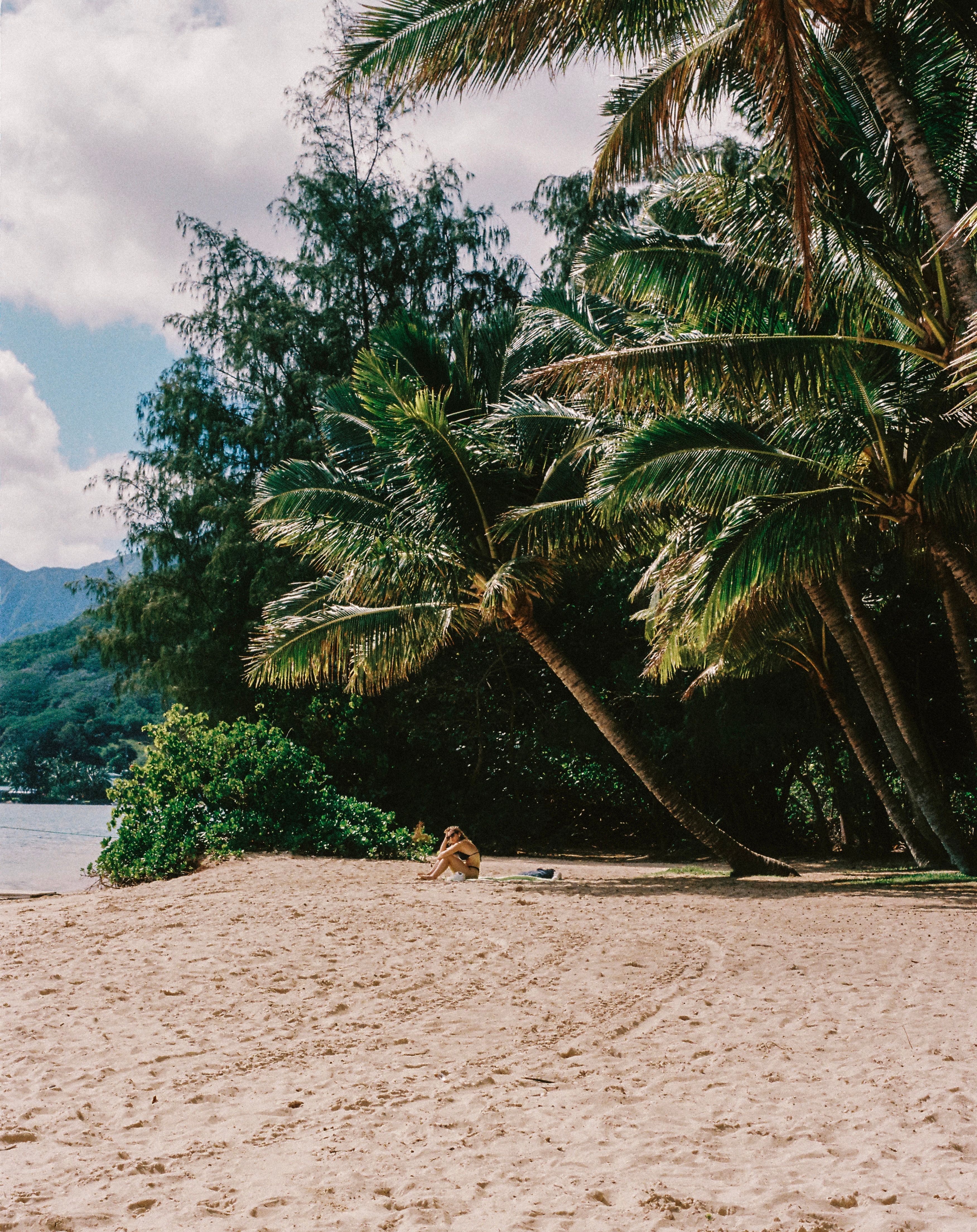 Serene tropical beach in Hawaii with lush palm trees and clear blue skies.