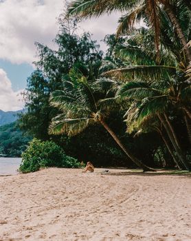 Serene tropical beach in Hawaii with lush palm trees and clear blue skies.