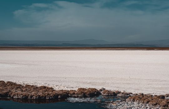 Atacama salt flat flamingos — Atacama Desert