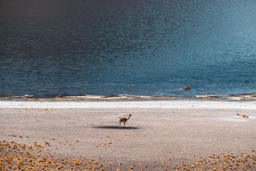 Free A serene view of a vicuna near a lake in San Pedro de Atacama, Chile. Stock Photo