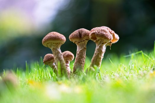 特写镜头中，蘑菇在充满活力的绿草间生长，展现了自然的纹理与生长状态