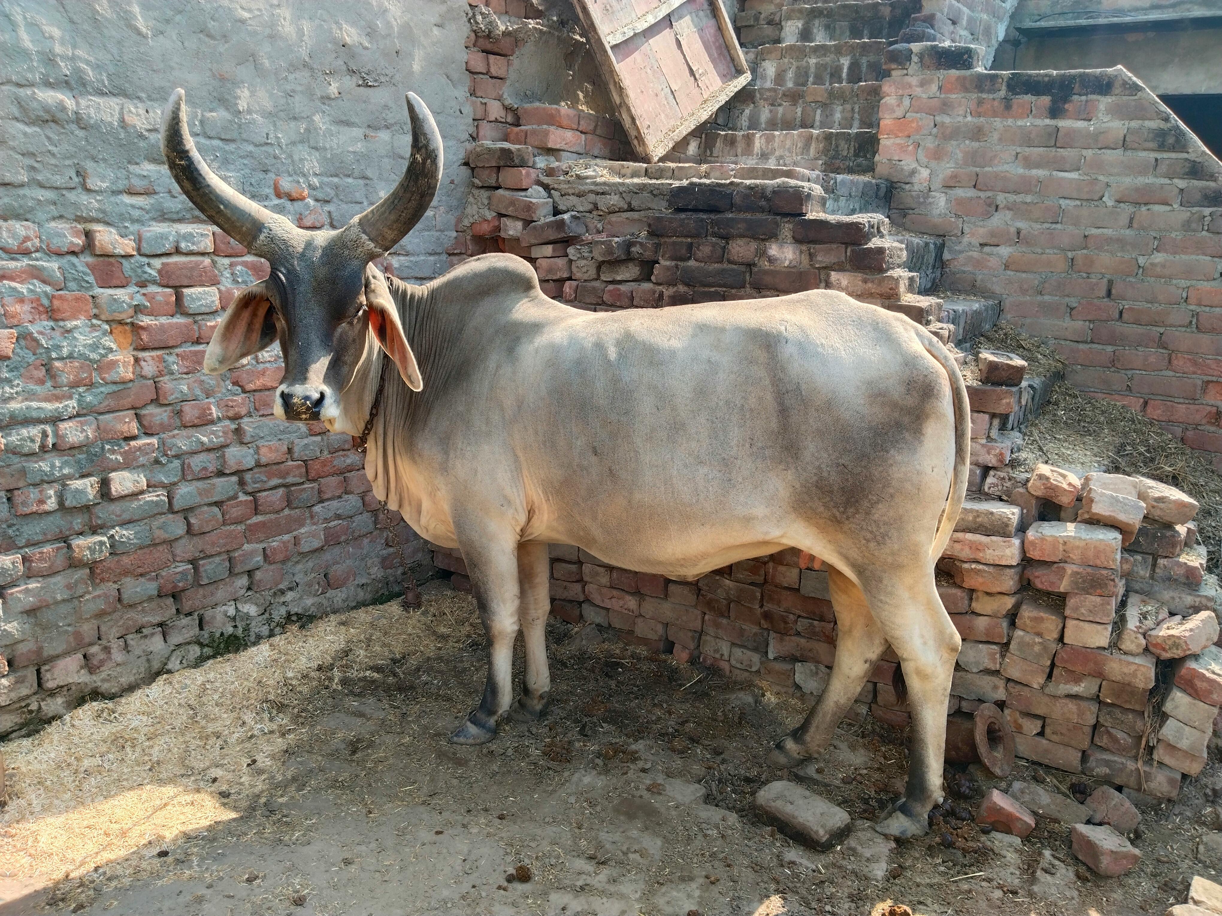 grátis Vaca Com Chifres Pesados  Foto profissional