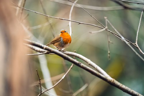 Free A European Robin (Erithacus rubecula) delicately perched on a branch in a natural setting. Stock Photo