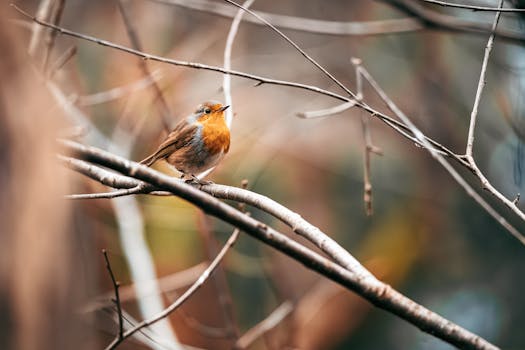 Close-up shot of a European robin (Erithacus rubecula) on bare branches, Ljubljana.