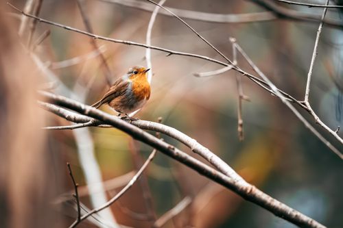 Free Close-up shot of a European robin (Erithacus rubecula) on bare branches, Ljubljana. Stock Photo