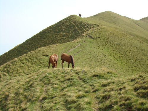 Free Two horses graze peacefully on a lush green mountain ridge under a clear sky. Stock Photo
