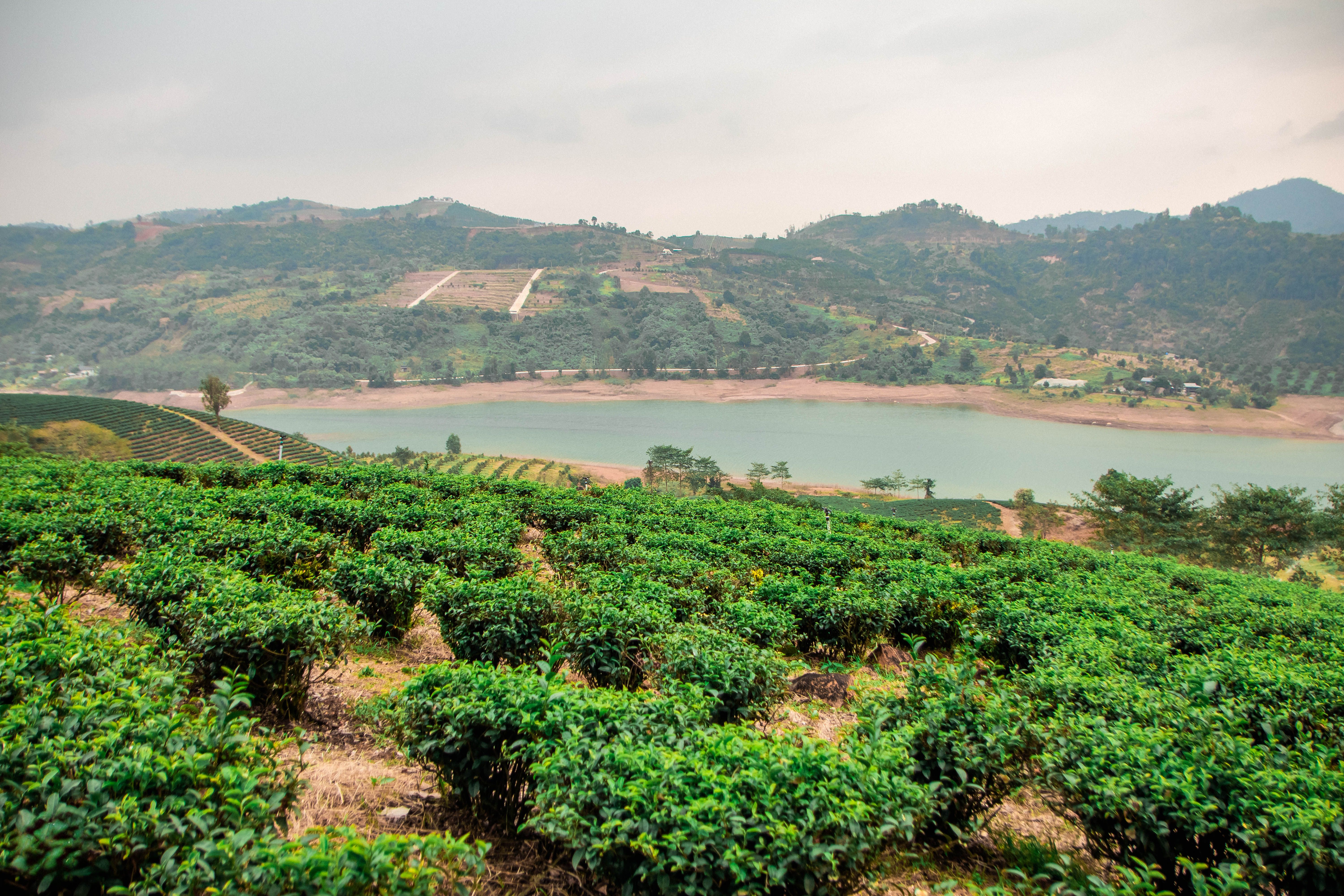 Scenic Tea Plantation in Lâm Đồng, Việt Nam · Free Stock Photo