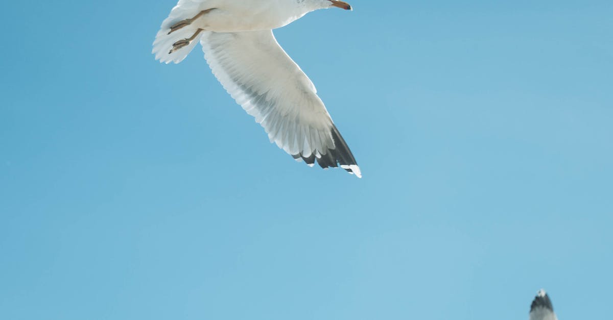 響應世界信天翁日 海保署攜手守護海鳥生態