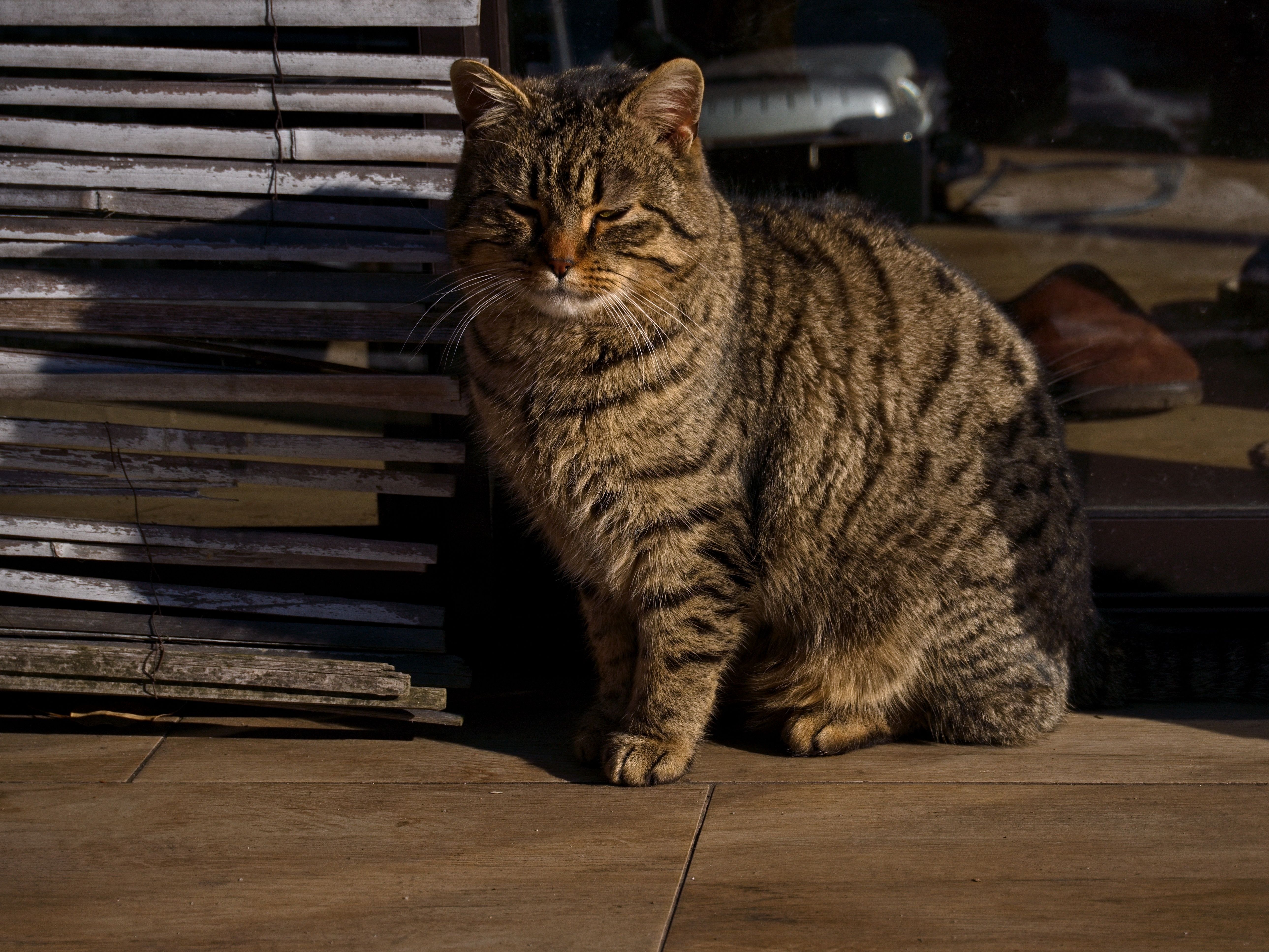Overweight tabby cat showing excess body weight and lack of definition