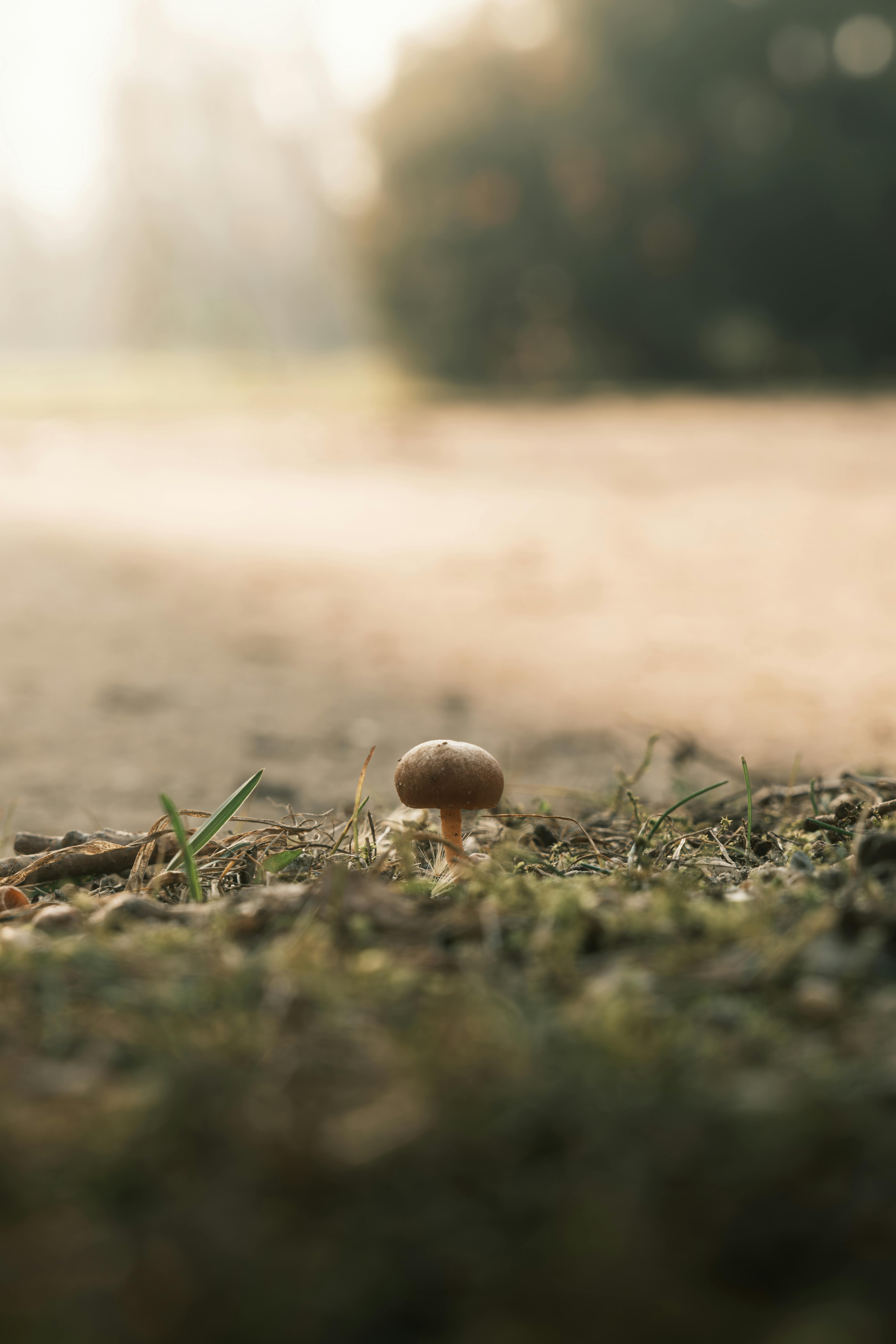 A serene close-up of a mushroom in the Potsdam forest during autumn's morning light.