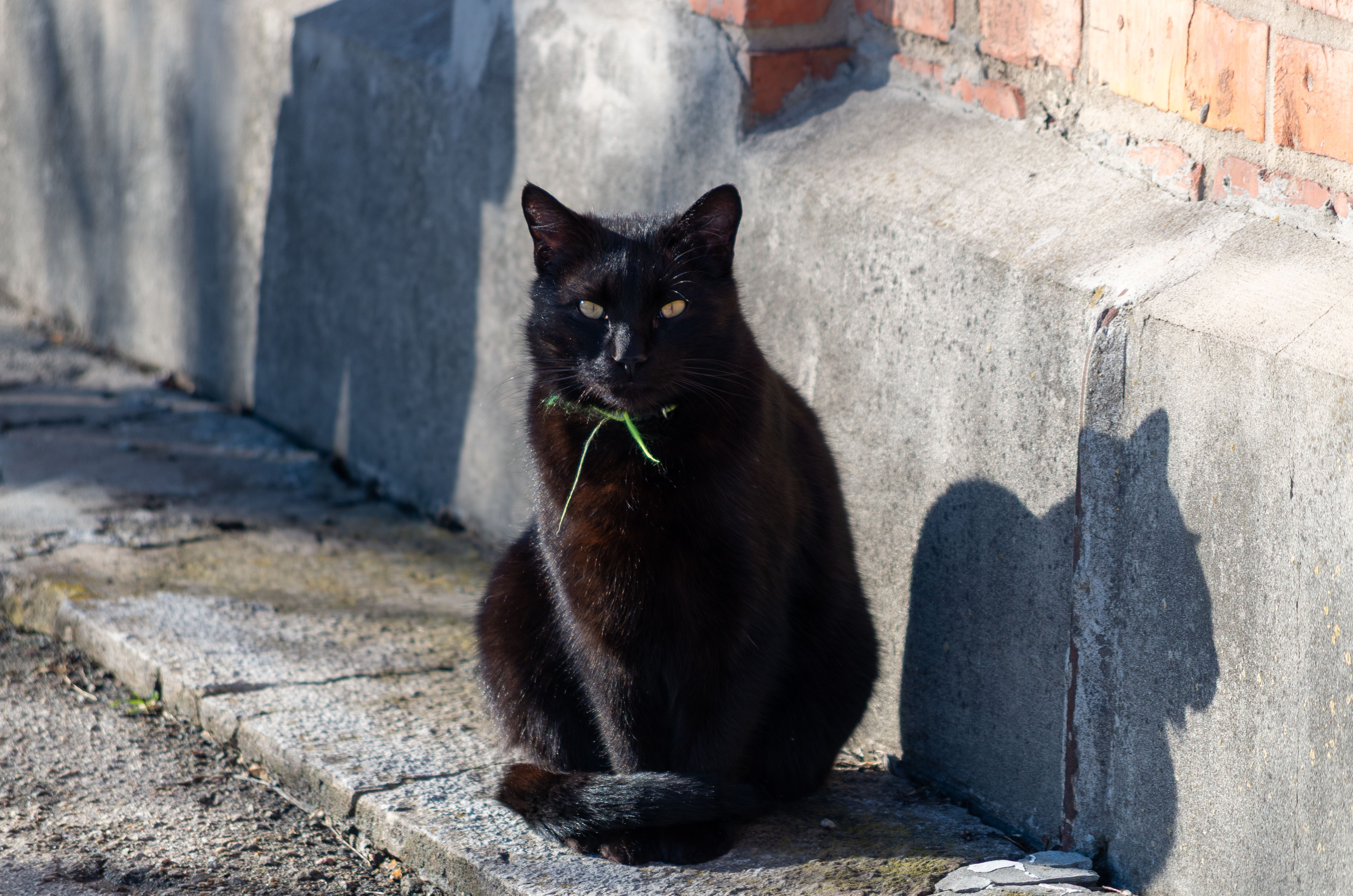 Black Cat Sitting on Sunny Pavement Outdoors · Free Stock Photo