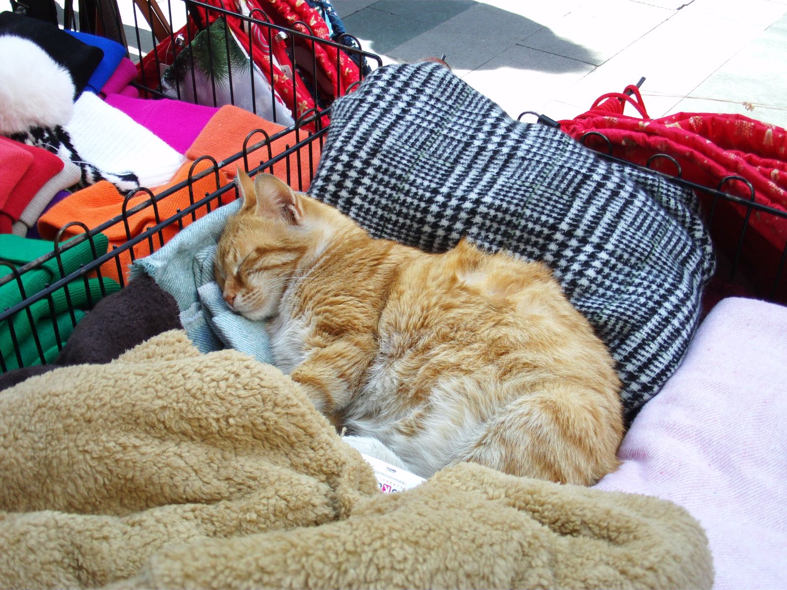 Cat asleep on the blanket paint by numbers