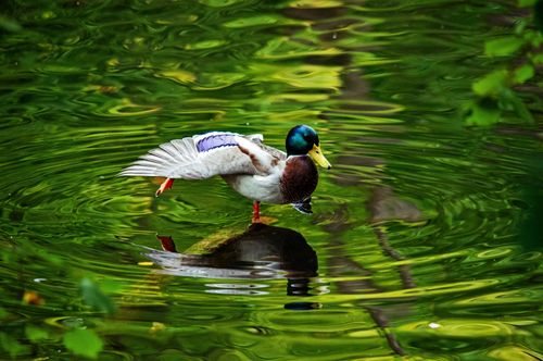 Free A vibrant mallard duck stands with a wing outstretched on a reflective water surface. Stock Photo