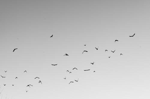 Flock of Birds