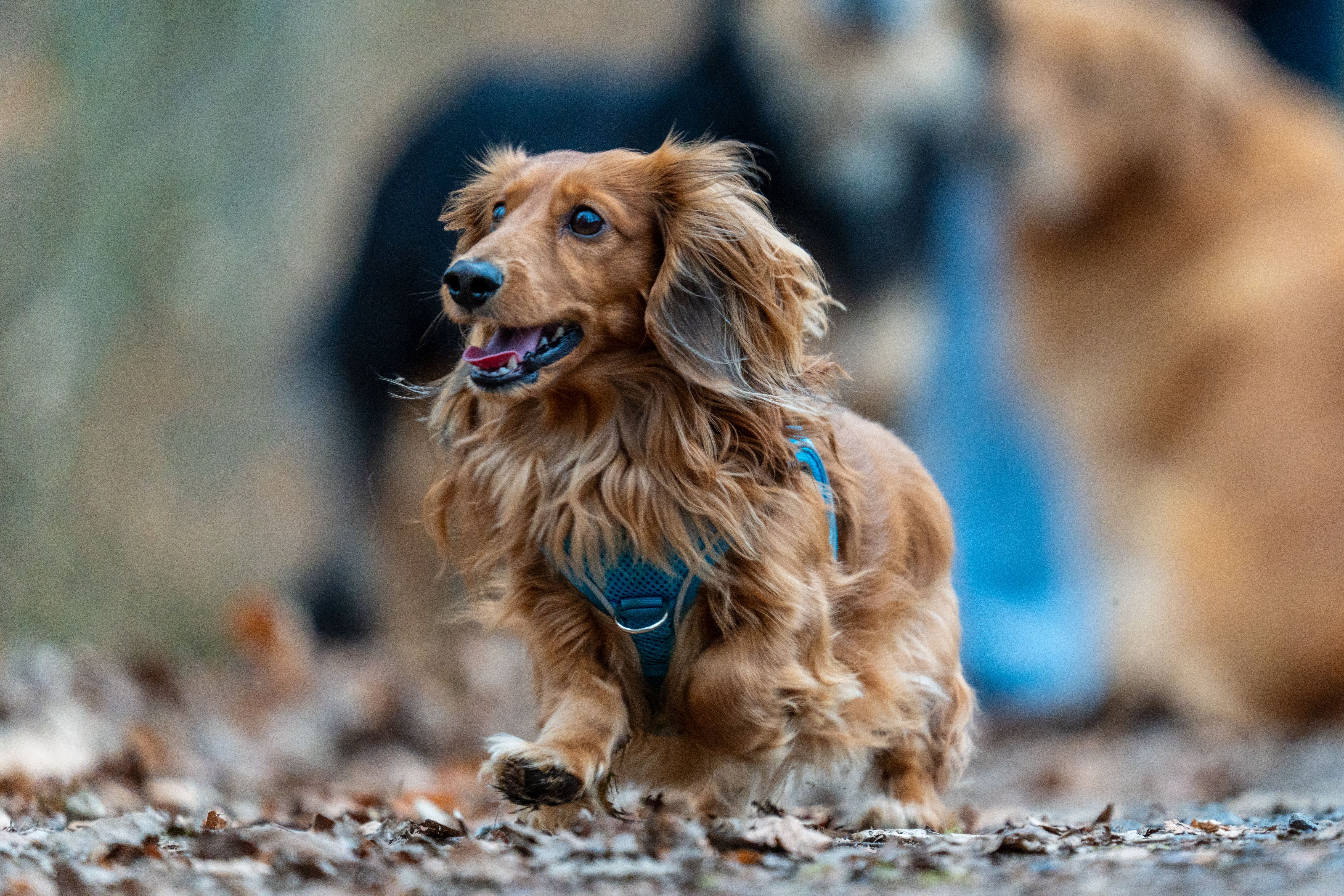 Adorable Long-haired Dachshund Running in Autumn Park · Free Stock Photo