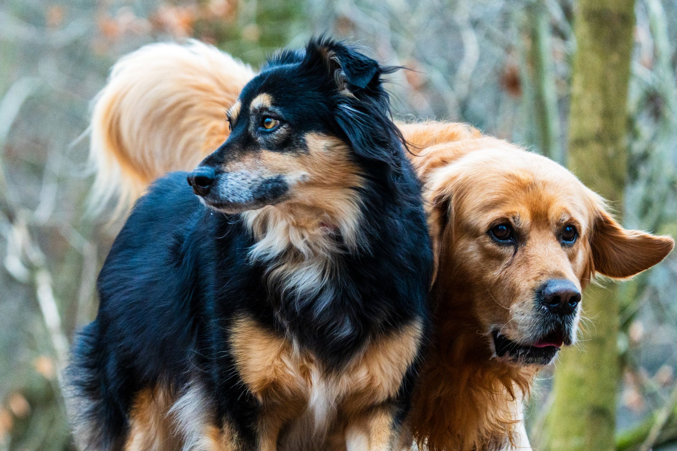 Two dogs, a Golden Retriever and a Collie mix, standing outdoors in a forest.