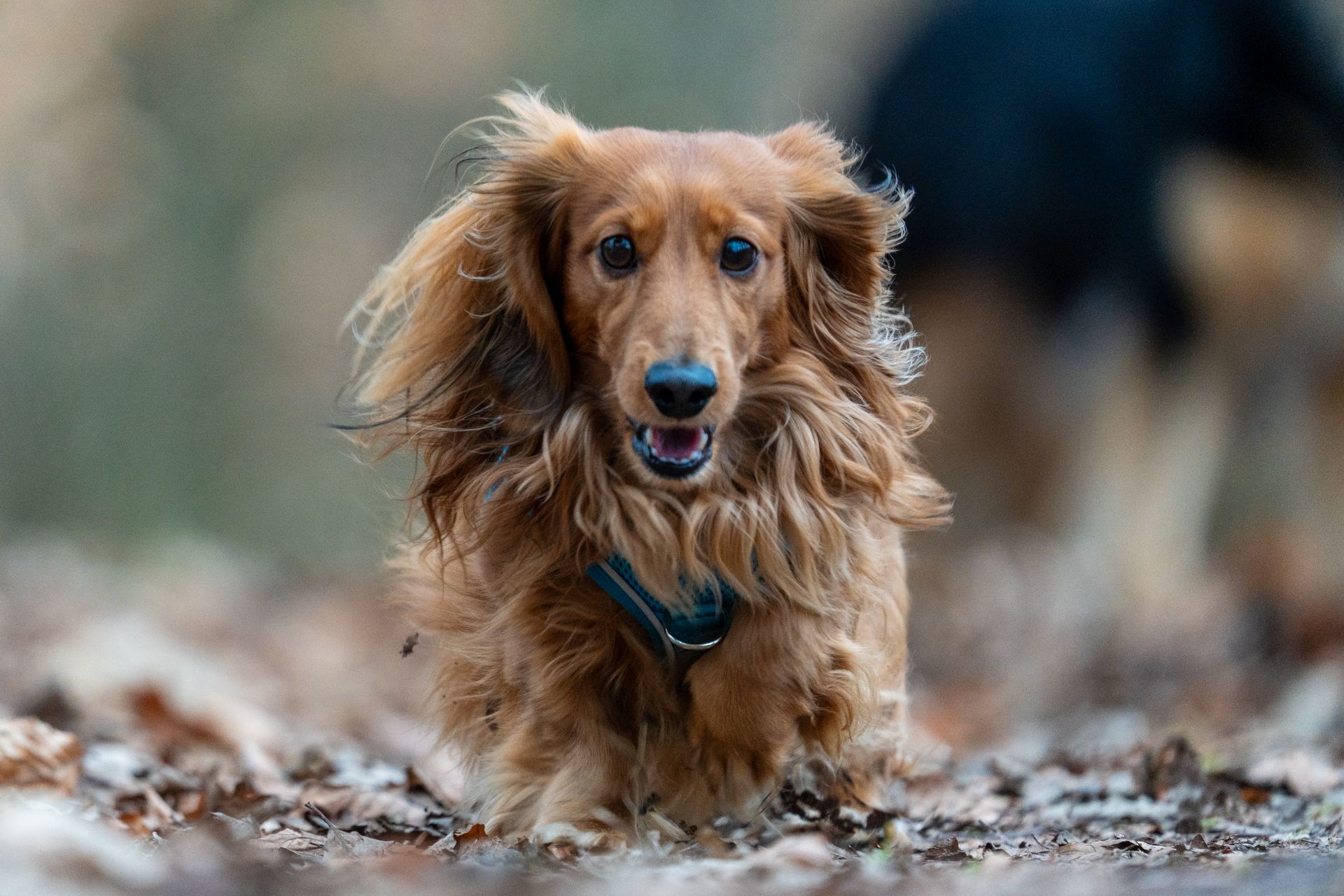 A longhaired Dachshund playing in a forest setting, showcasing its energetic nature.