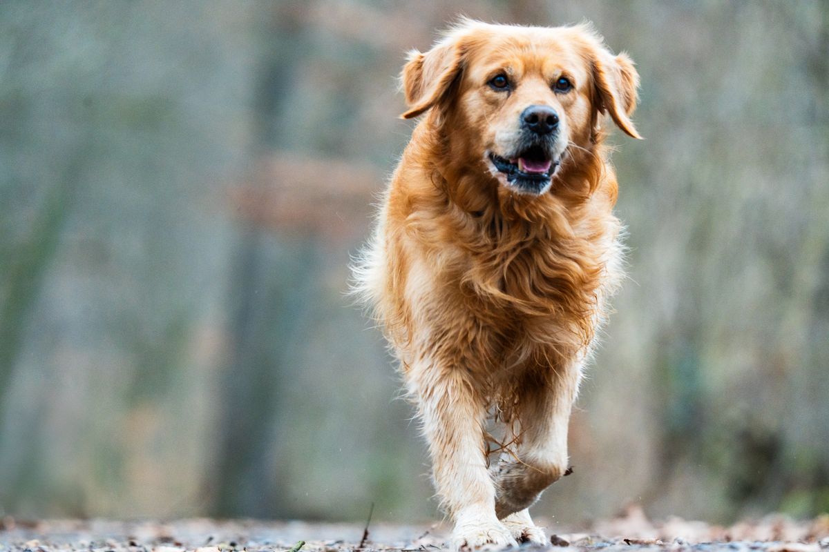 A golden retriever walks a sunlit trail, relaxed and moving freely after a long stretch indoors.