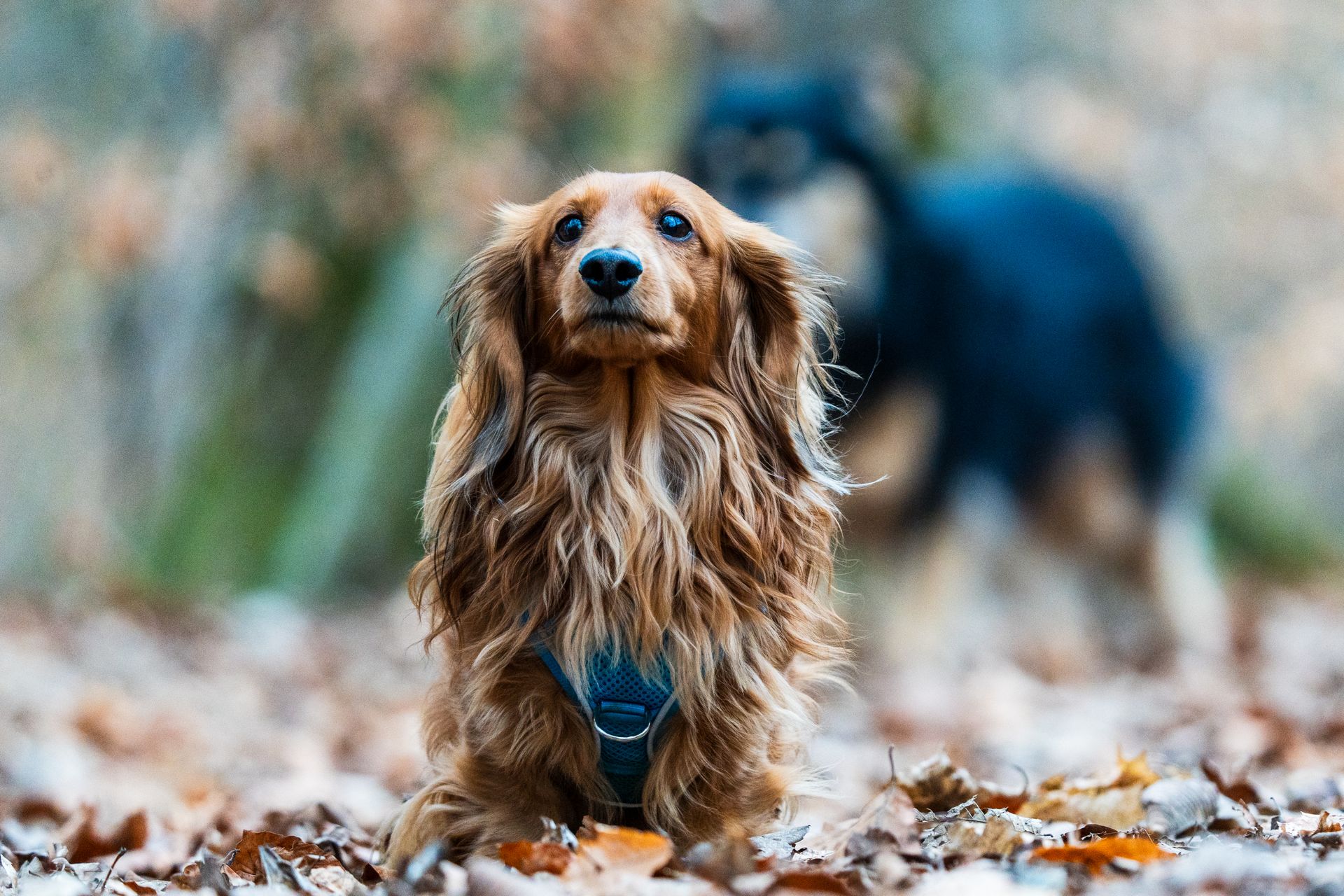 Long-haired Dachshund in autumn setting with leaves and another dog in background.