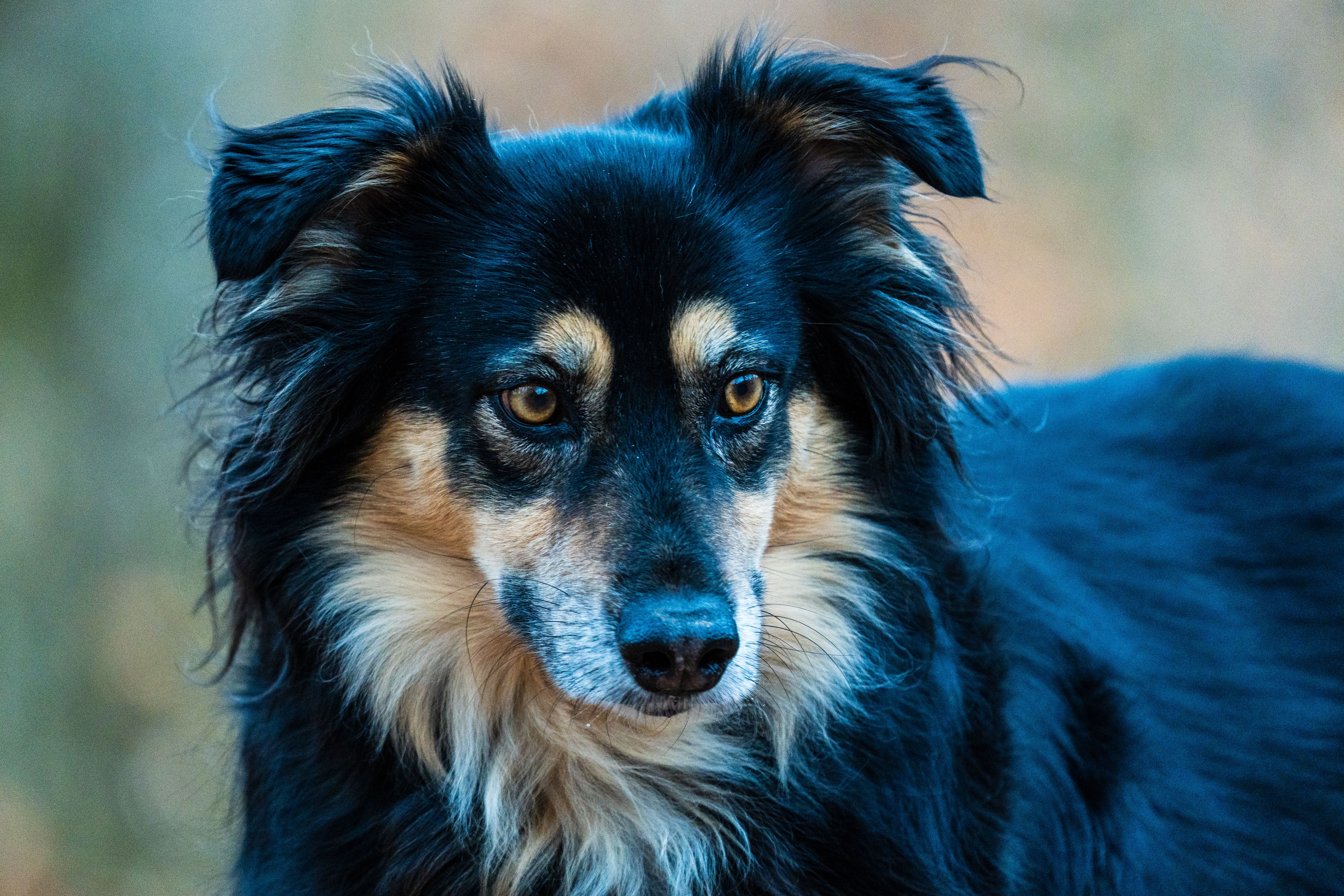 Veterinary care for a pet