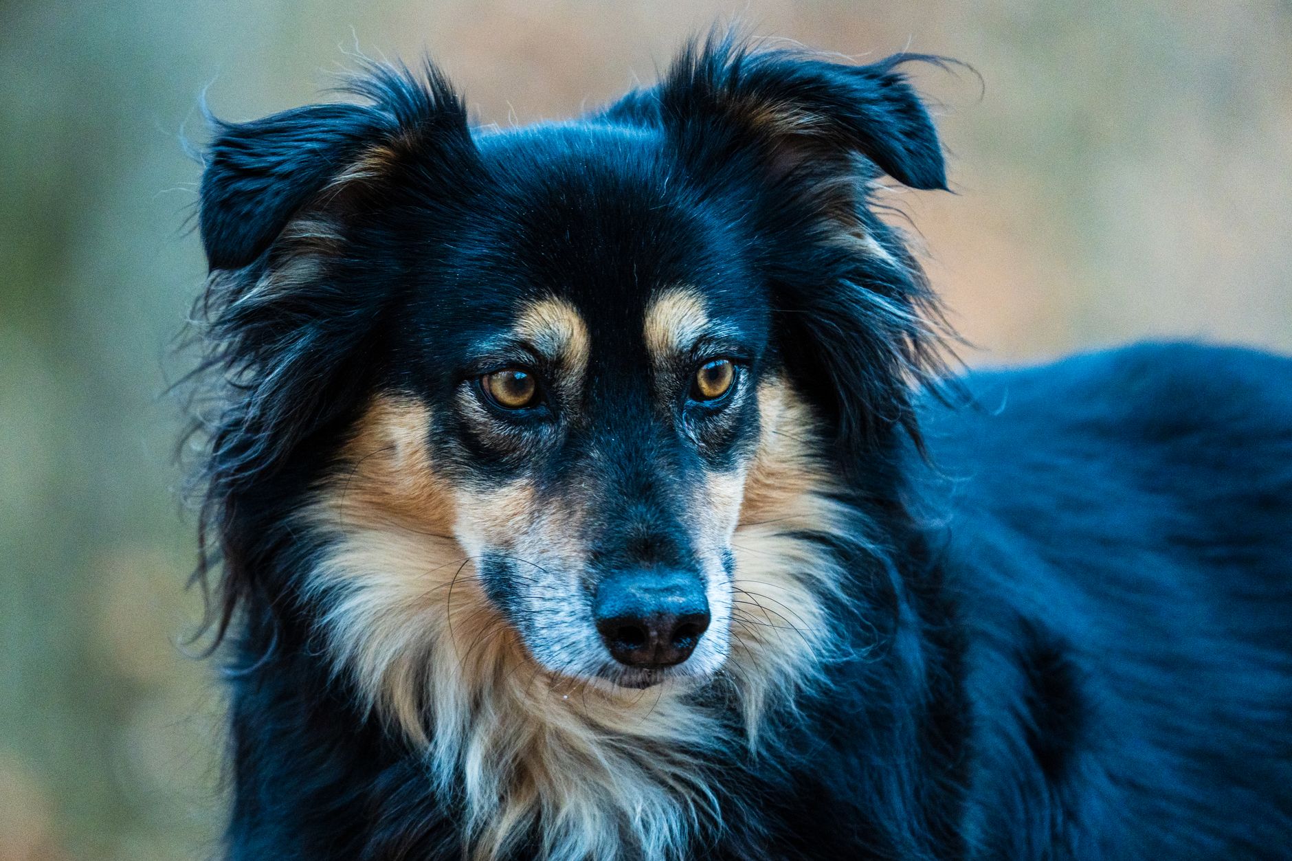 Veterinary care for a pet
