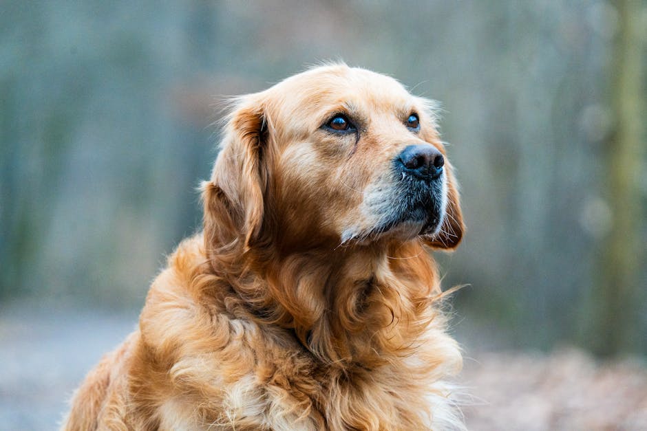 7 COISAS sobre GOLDEN RETRIEVERS