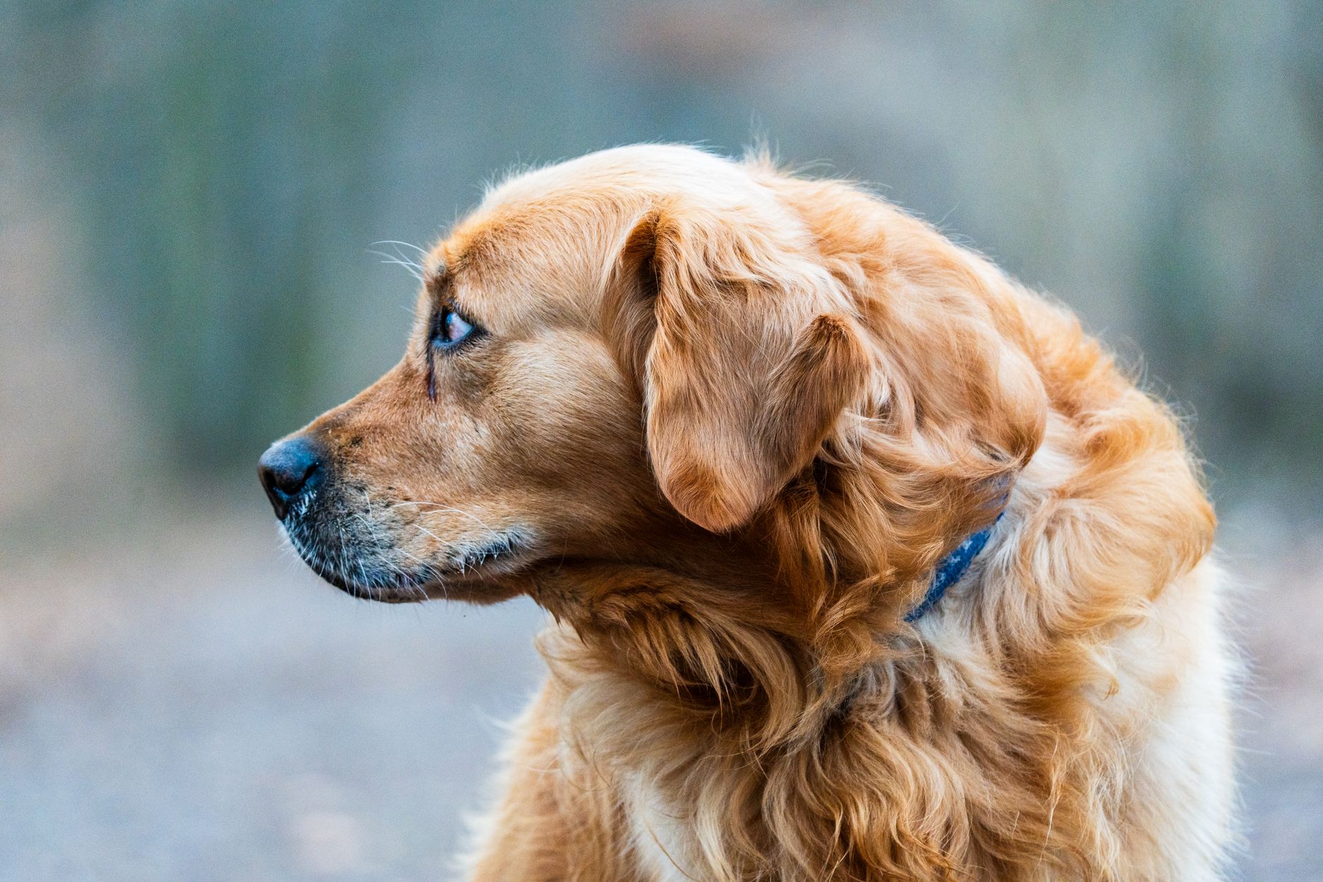 Profile of a Golden Retriever outdoors, showcasing its rich golden fur in natural light.