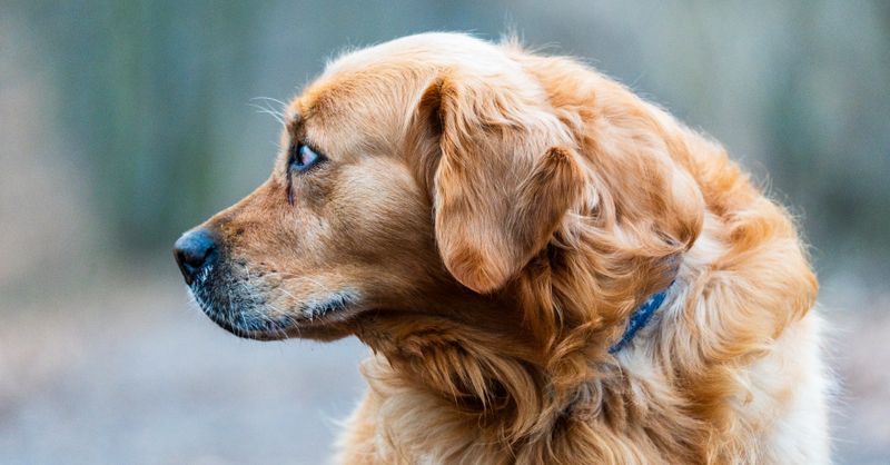 Odeur Pet Cancer : Signes et Prévention