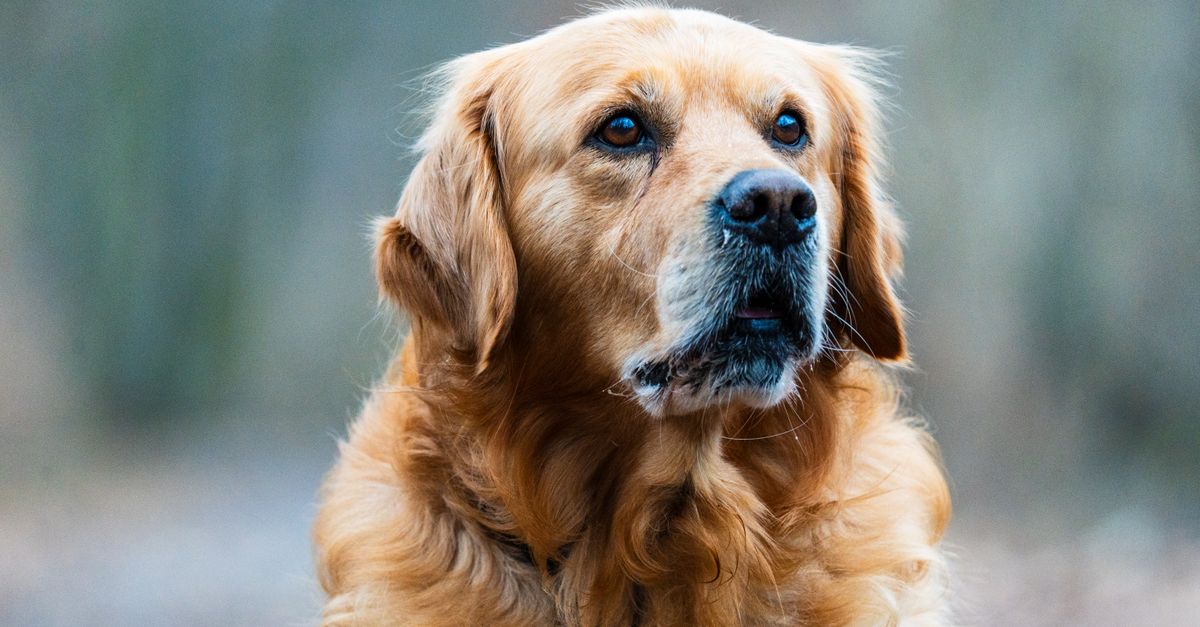 Close-up of a Golden Retriever looking attentively outdoors.
