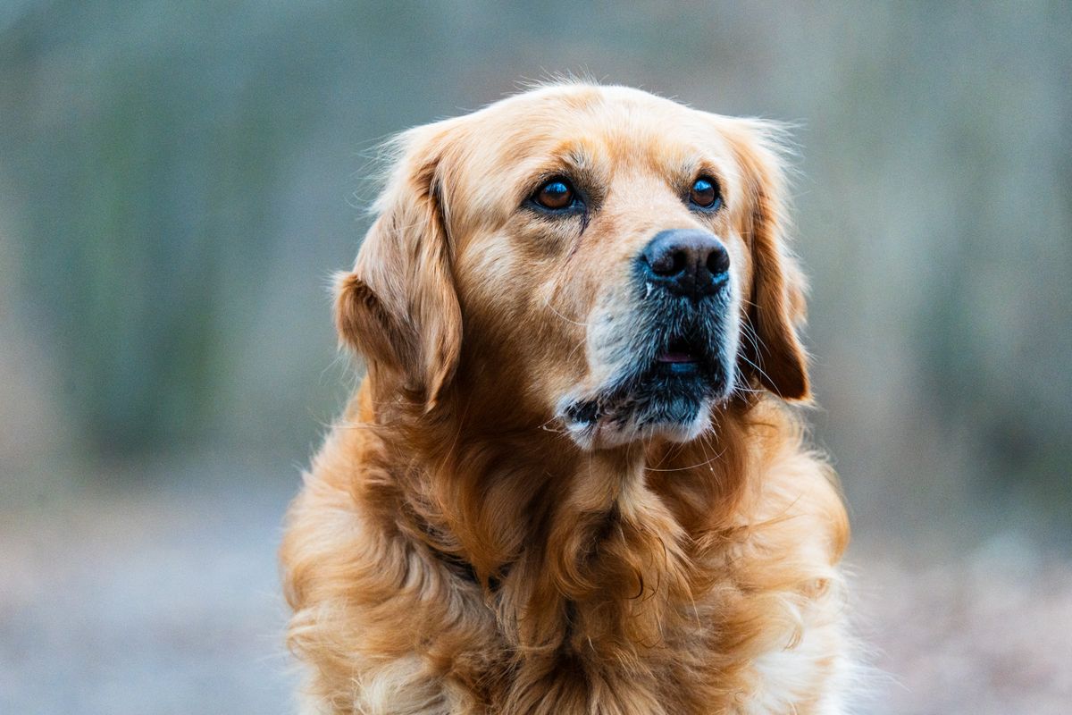 Golden retriever – hundras