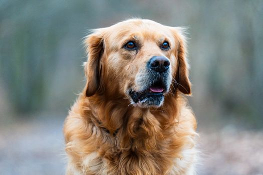 Close-up portrait of a golden retriever with soft lighting outdoors.