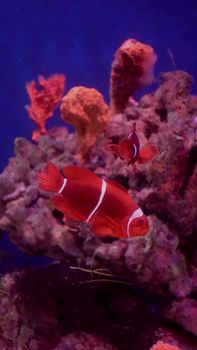 Colorful clownfish navigating vibrant coral reefs in a serene underwater scene.
