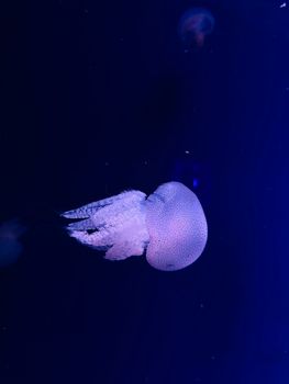 A serene image of a jellyfish in the deep ocean, showcasing its delicate beauty against a dark blue background.