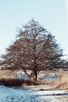 A tranquil winter scene featuring a large tree by the water in Jönköping, Sweden.