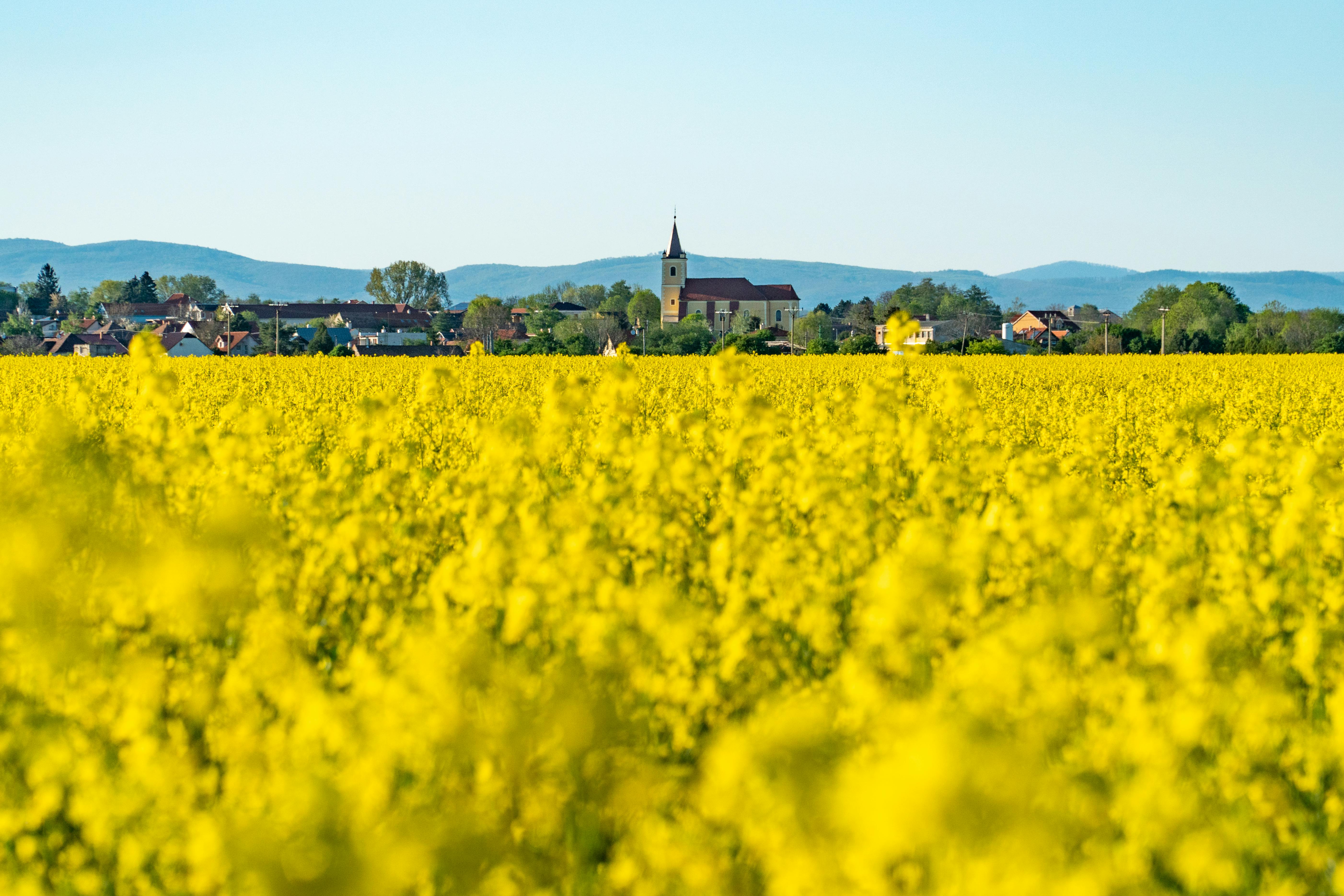 Yellow field