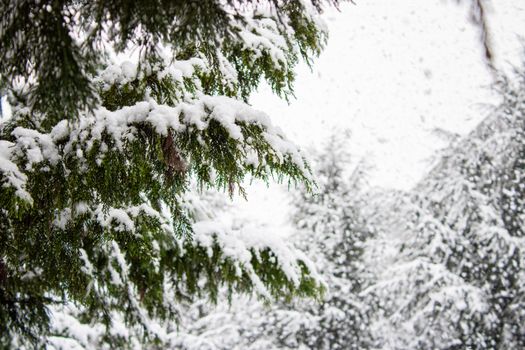 Snow blankets evergreen branches, creating a serene winter landscape.
