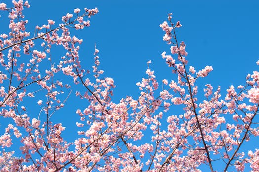 Beautiful cherry blossom branches against a clear blue sky in Shinjuku City, Tokyo.