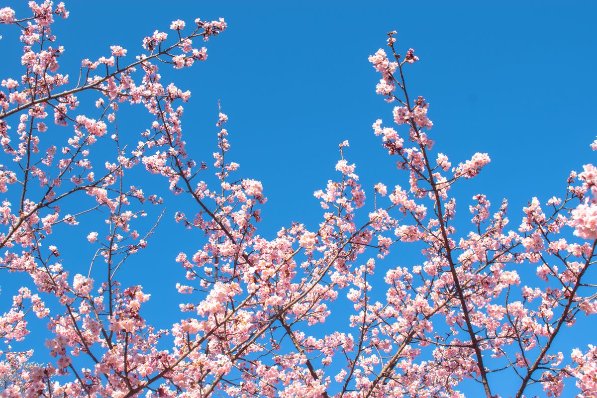 Cherry blossom branches in full pink bloom in a Japanese garden