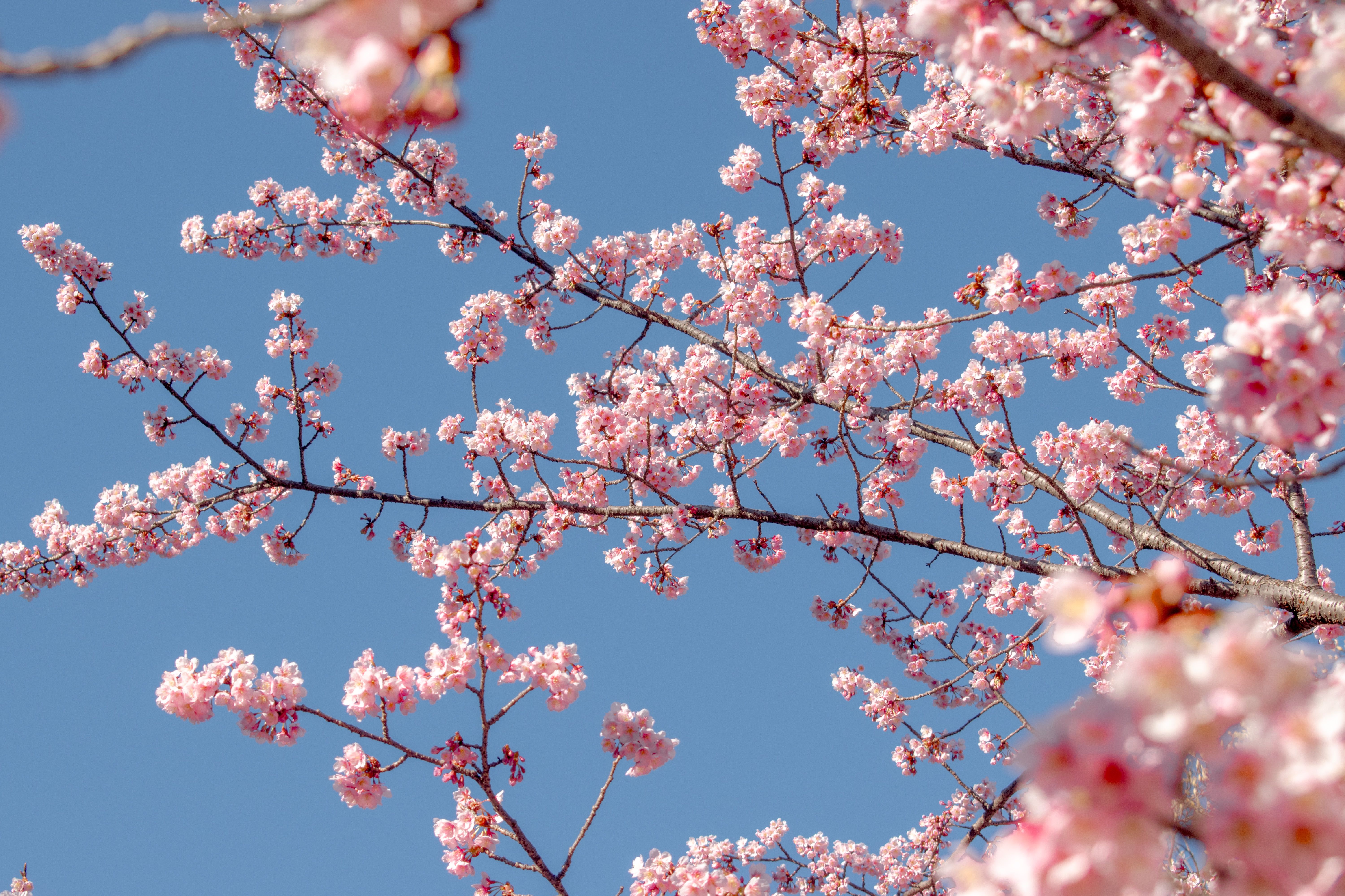東京新宿の澄み切った青空を背景に美しい桜の枝。