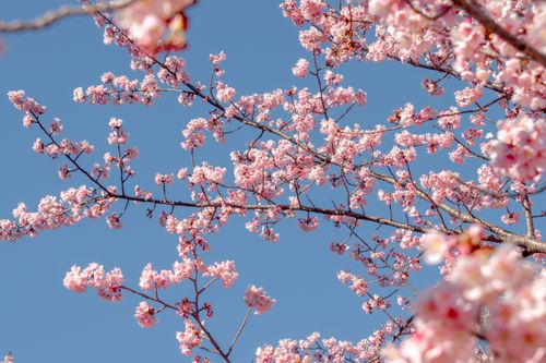 Free Beautiful cherry blossom branches against a clear blue sky in Shinjuku, Tokyo. Stock Photo