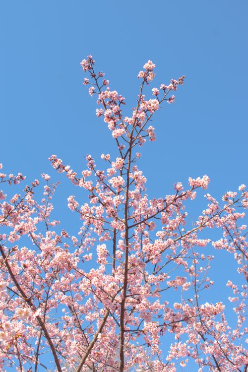 Free Stunning cherry blossoms in Shinjuku City, Tokyo under a clear blue sky. Stock Photo
