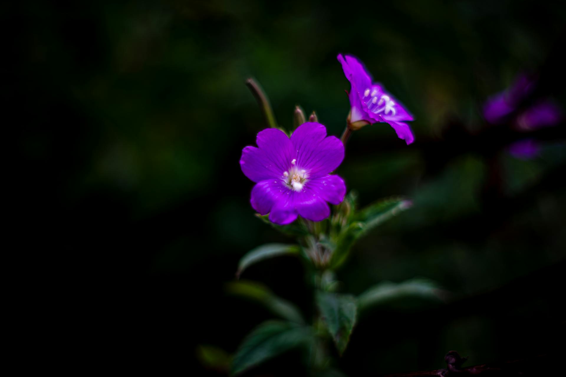 Detailed close-up of a vivid pink flower isolated against a dark blurred background, showcasing natural beauty and tranquility.