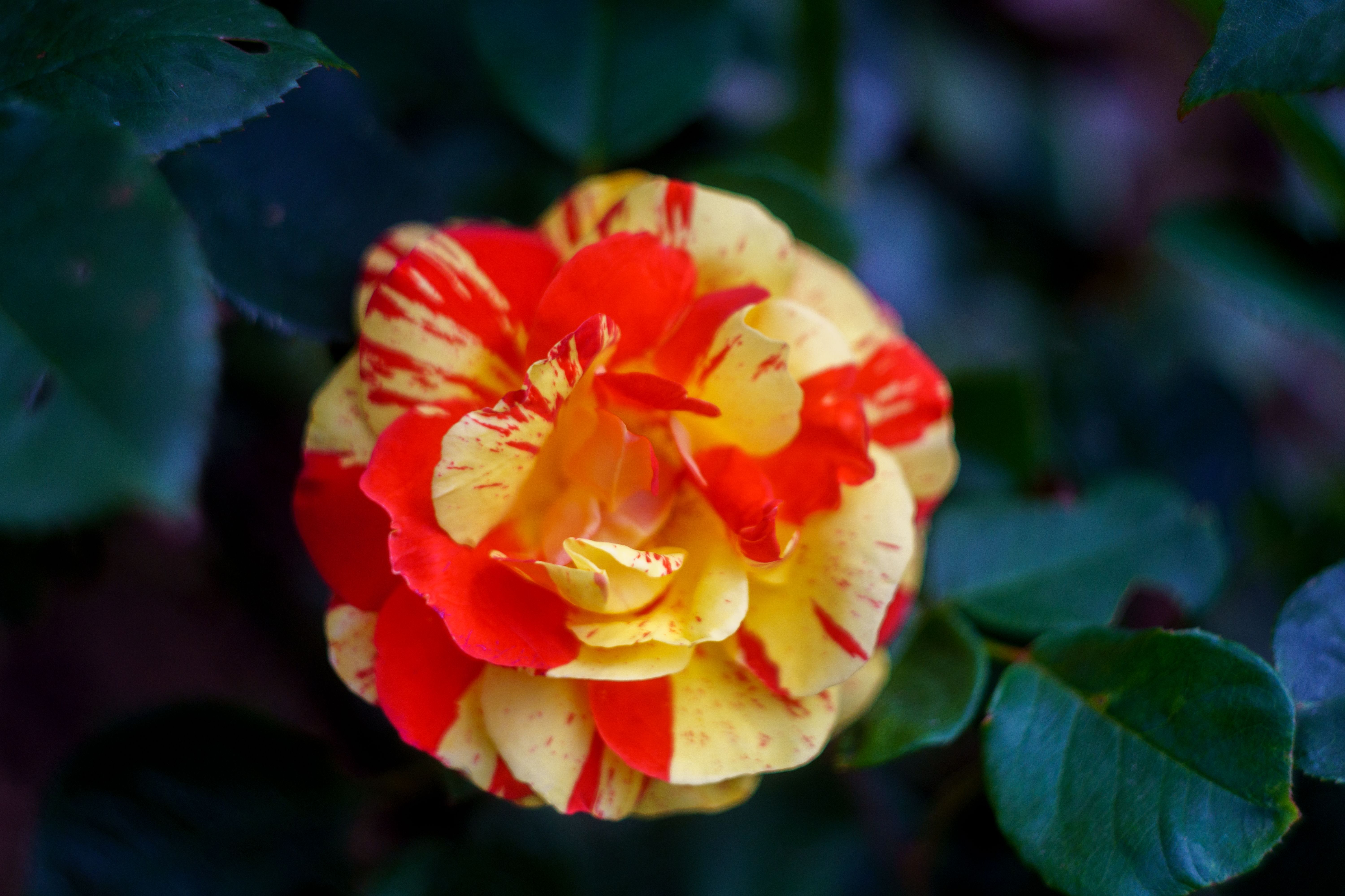 Vibrant Two-Tone Rose in a Lush Garden · Free Stock Photo
